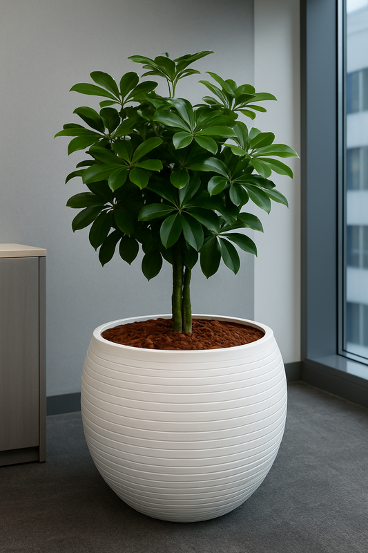 Kruka - Vasaria Terra Forma